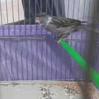 قناری نر قرص