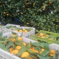 نارنگی اشو60