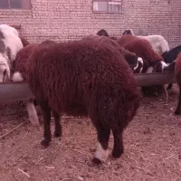 فروش فوری بره قوچی اصیل وذات دارضمانتی.|حیوانات مزرعه|فریمان, |دیوار