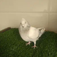 ماده سوسنی|پرنده|زرقان, |دیوار