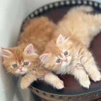 بچه گربه های اشرافی irancats