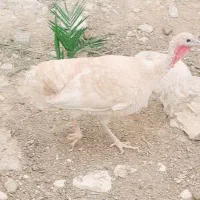 بوقلمون ماده