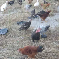 فروش مرغ دورگ