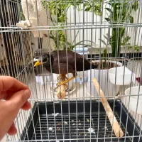 مرغ مینا سخنگو
