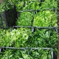 سبزی خوزستان|خوردنی و آشامیدنی|نجف‌آباد, حومه نجف آباد|دیوار