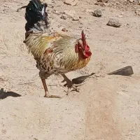 خروس