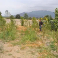 فروش باغ روستای زیبا وسرسبز والش آباد|فروش زمین و ملک کلنگی|گرگان, |دیوار