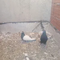 ککلی دوشی قره کلفه