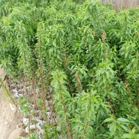 نهالستان سرسبز نهال گلدانی داریم پرداخت درب منزل