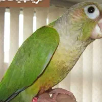 گم شدن طوطی گرینچیک