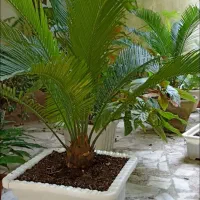 گل سیکاس|گل و گیاه طبیعی|لاهیجان, شقایق|دیوار