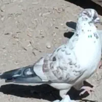 کفتر گم شده