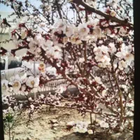 هزار متر زمین داخل بافت سیابید اول