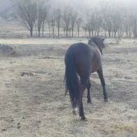 اسب نر ۳ ساله