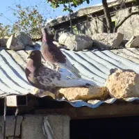 تعدادی کفتر سفید|پرنده|چیتاب, |دیوار