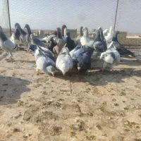 کفتر جنگده حریف کش 30عدد|پرنده|قزوین, |دیوار