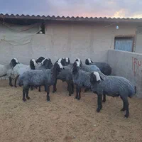 بهترین و زیباترین نژژاد بومی ایران|حیوانات مزرعه|آباده, |دیوار