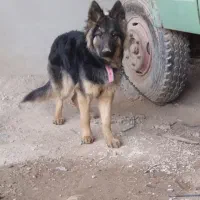 یه قلاده ژرمن ماده به نام شوکا واگذار می‌شود