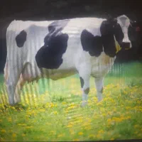 شیرتازه گاو