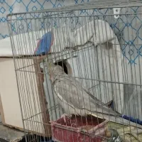 عروس هلندی|پرنده|لامرد, |دیوار