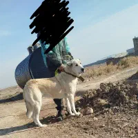 سگ سرابی ماده