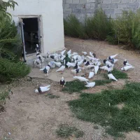 کفتر|پرنده|کنگاور, |دیوار