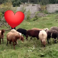 گوسفند داشتی برای فروش