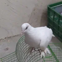 فروش کبوتر نژاد دار وقفس نو