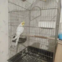عروس هلندی نر