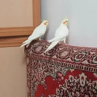 عروس هلندی نرو ماده اهلی سخنگو