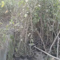 شمشاد پرتقالی و گل محمدی گلاب