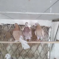 کفتر پرشی درجه یک خوش رنگ|پرنده|قم, باغ اشرافی|دیوار