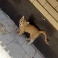 بچه گربه خانگی