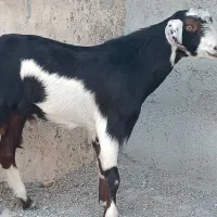 بز  نر  چاق چله