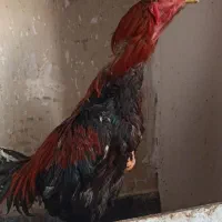 خروس لاری