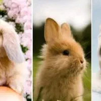 مینی خرگوش همه نژادها در مرکز اصلی.متن اگهی مهم|موش و خرگوش|اصفهان, بهاران|دیوار