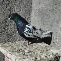 ساده و سینه کفتر جفتگاه وپرش|پرنده|رضویه, |دیوار