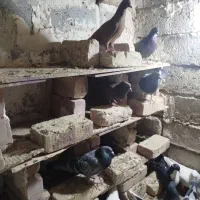 کبوتر کوله ایی|پرنده|هیرمند, |دیوار