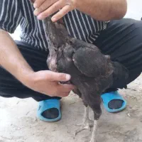 خروس لاری