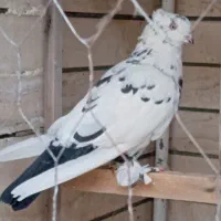 کبوتر ماده|پرنده|قم, بکایی|دیوار