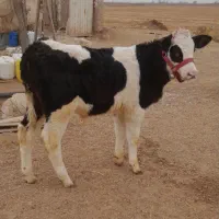 گوساله نر|حیوانات مزرعه|اسفرورین, |دیوار