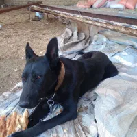 سگ ژرمن بلک ماده