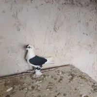 کبوتر|پرنده|تبریز, |دیوار