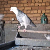 کبوتر طوقی زرین|پرنده|کهک, |دیوار