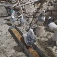 طوقی|پرنده|رودشت (اصفهان), |دیوار