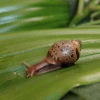 حلزون آچاتینا