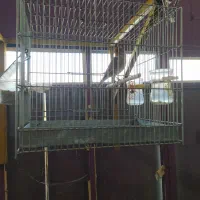 فروش دو عدد سهره قناری