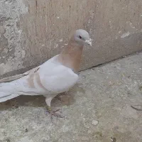 پلاکی|پرنده|شیراز, شهرک گلستان|دیوار