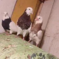 جوجه طوقی   و دو جفت. یک جفت دوکت