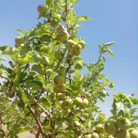 باغ-سیب-نزدیک-مارگون